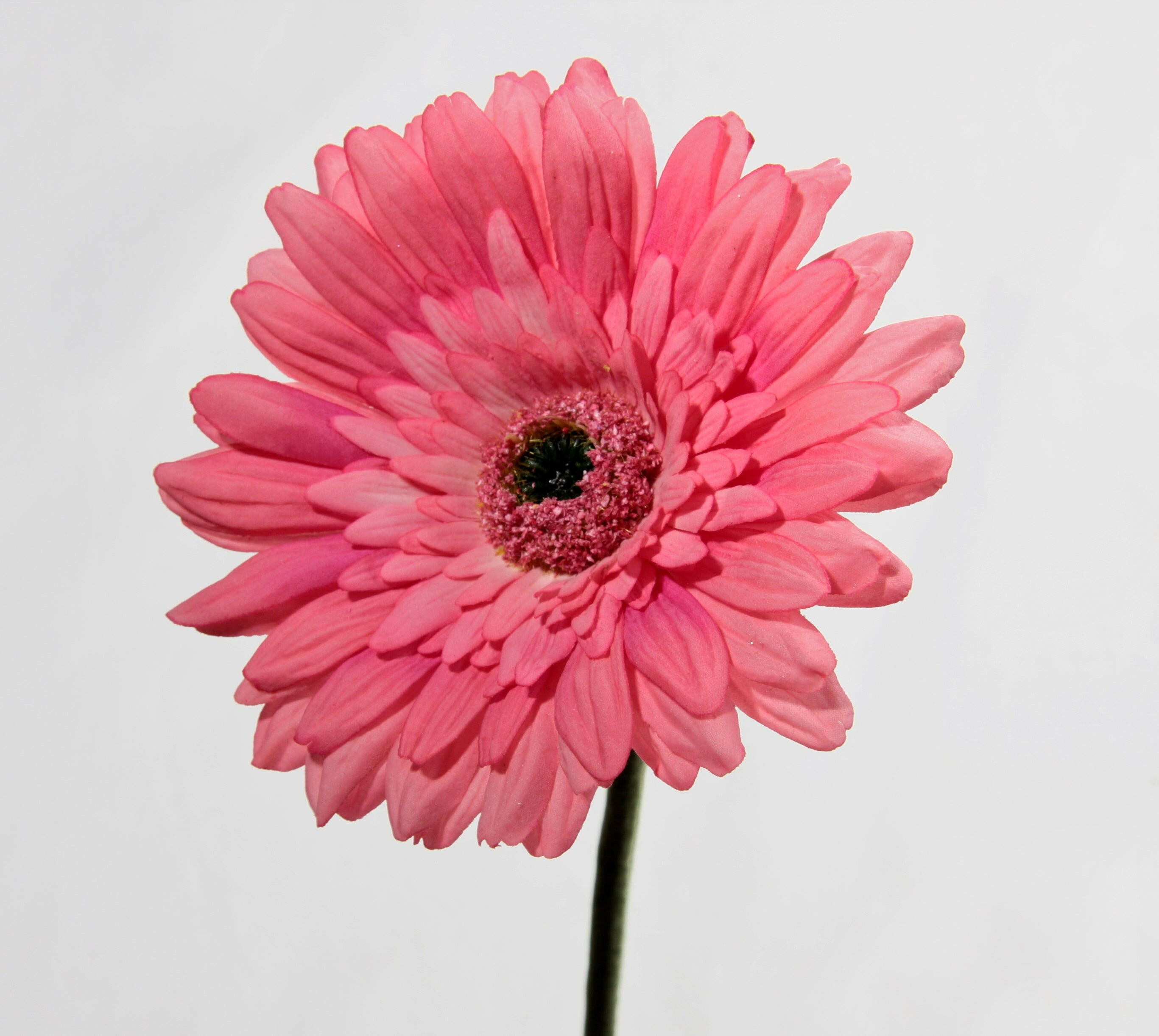 Artificial Silk Gerbera Deluxe Flowers (Real Touch)