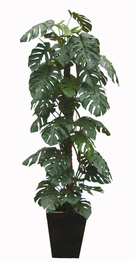 Artificial Split Philo Plant