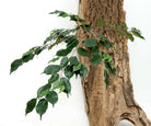 Artificial Silk Ficus Exotica Spray FR