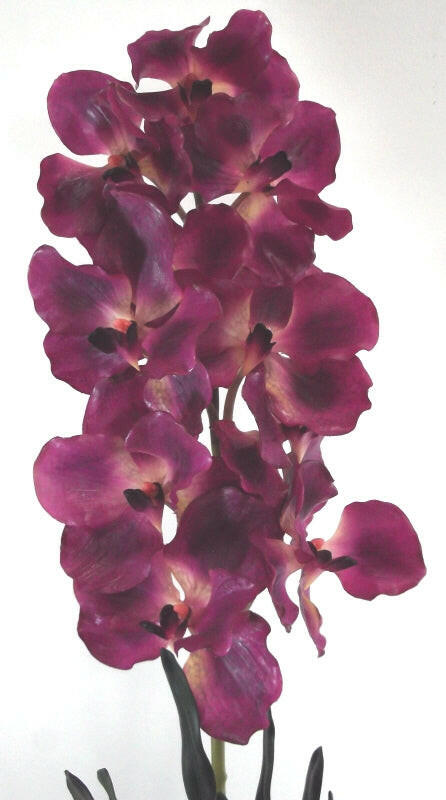 Vanda Orchid In Pot