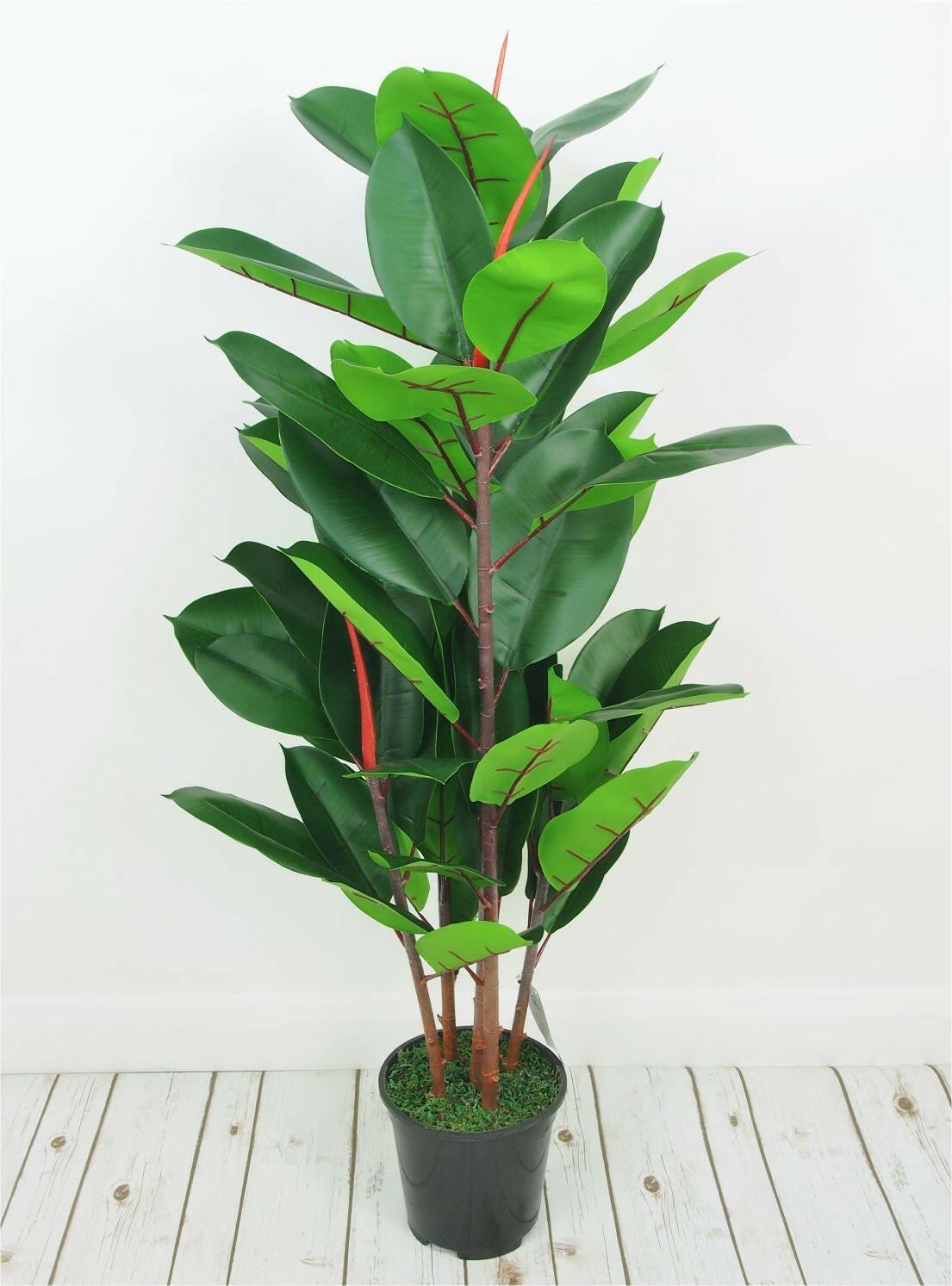 Potted Rubber Plant