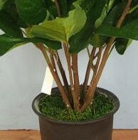 Potted Plant