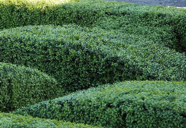 Artificial Bespoke Hedge Building Service