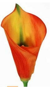 Artificial Large Silk Calla Lily