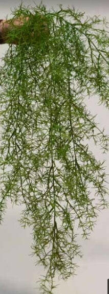 Artificial Silk Asparagus Vine