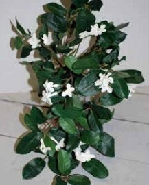 Artificial Silk Stephanotics Bush Trail IFR