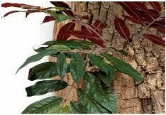 Artificial Capensia Deluxe Liana Tree IFR