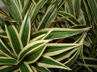 Artificial Silk Dracaena Reflexa Tree IFR