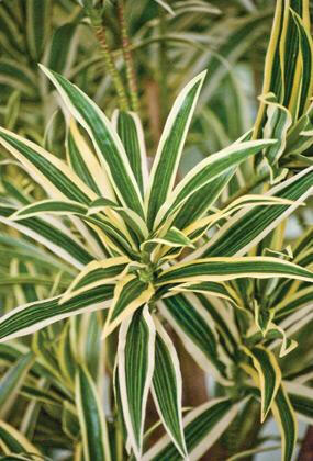 Artificial Silk Dracaena Reflexa Tree IFR