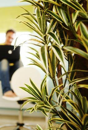 Artificial Silk Dracaena Reflexa Tree IFR