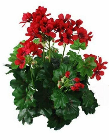 Artificial Silk Geranium Bush