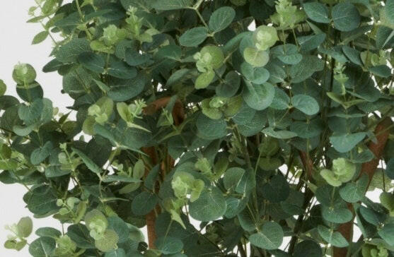 Justartificial.co.uk Eucalyptus close up