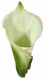 Artificial Large Silk Calla Lily
