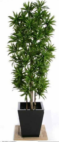 Artificial Silk Dracaena Reflexa Tree IFR