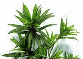 Artificial Silk Dracaena Reflexa Tree IFR