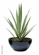 Artificial Yucca Plant