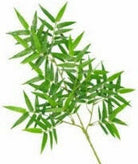 Artificial Silk Bamboo Oriental Leaf IFR