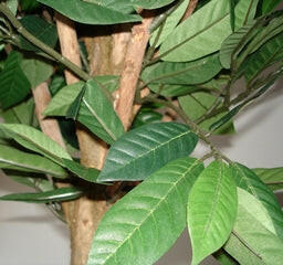 Artificial Silk Lemon Fruit Tree