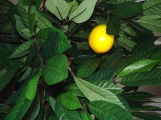 Artificial Silk Lemon Fruit Tree