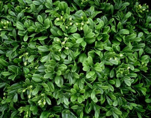 Artificial Topiary Buxus Double Ball Tree