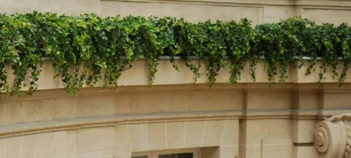 Our artificial Ivy in situ