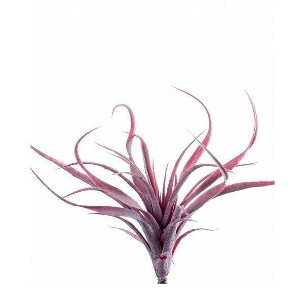 Artificial Tillandsia Stricta