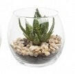 Artificial Succulents In Bubble Glass