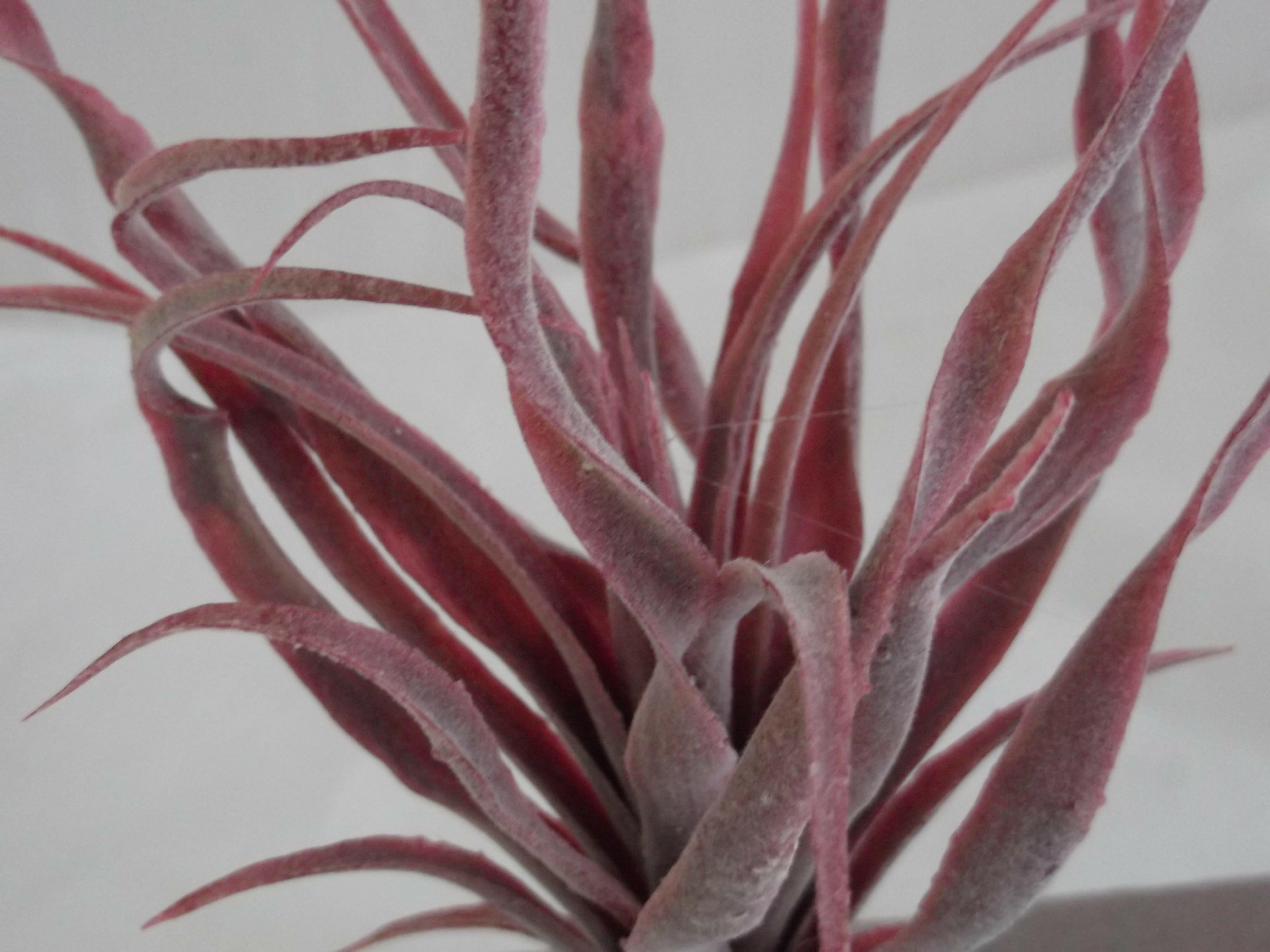 Artificial Tillandsia Stricta
