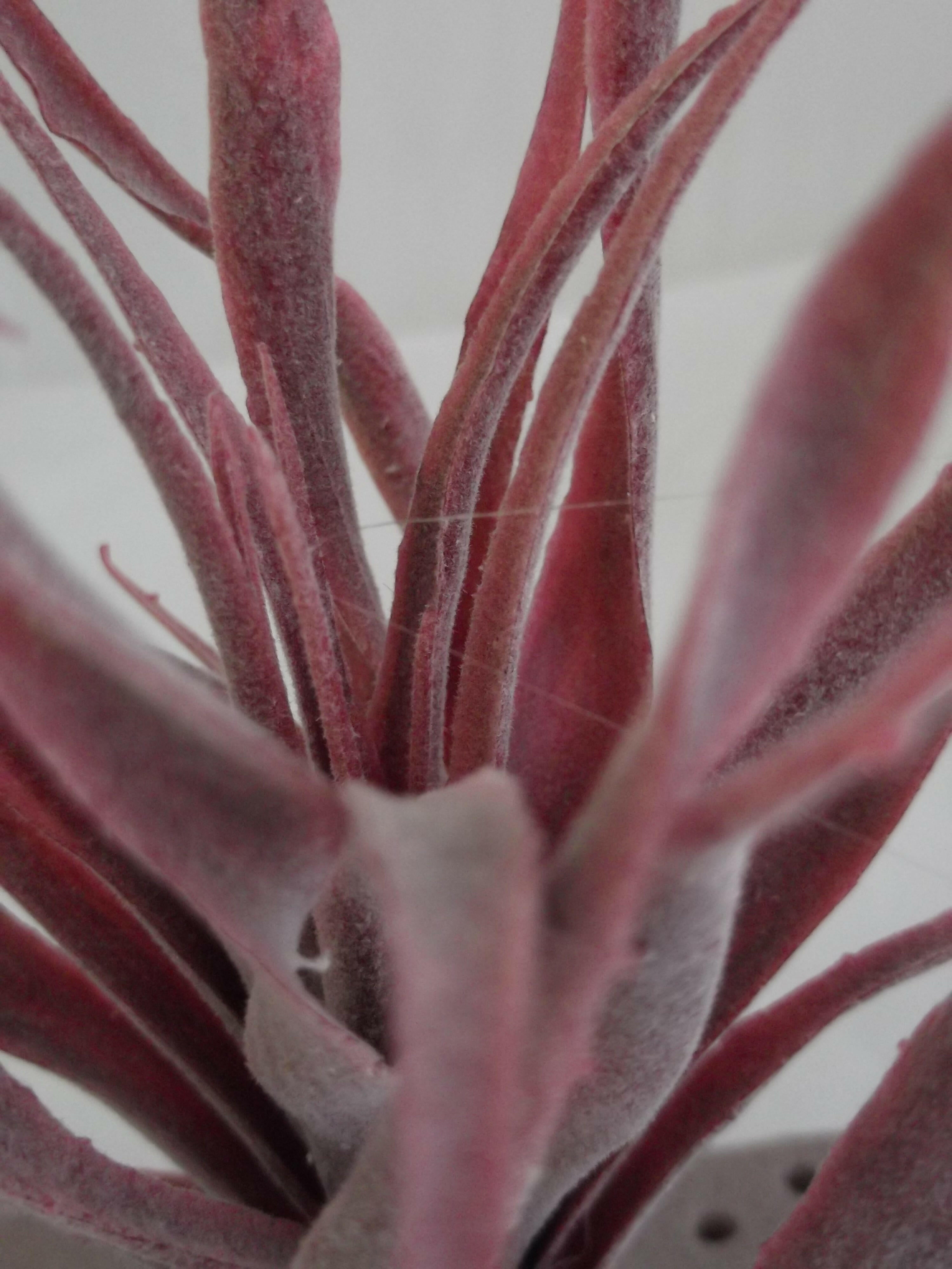 Artificial Tillandsia Stricta