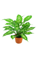 Artificial Silk Dieffenbachia Plant (comes in Pot) FR