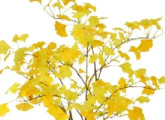 Artificial Silk Gingko Golden Tree
