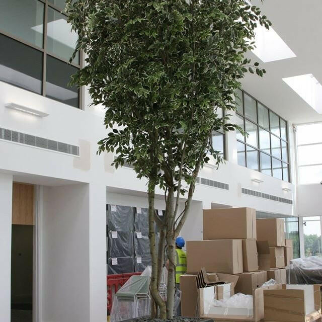 Artificial Silk Ficus Tree  Fire Retardant