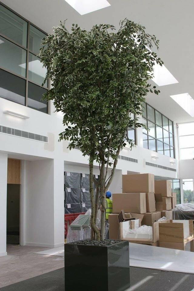 Artificial Silk Ficus Tree  Fire Retardant