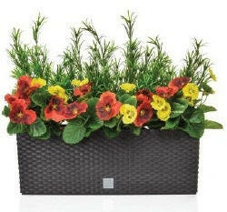 Artificial Pansy and Podocarpus in Rato Trough