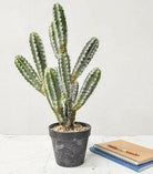 Artificial Cactus Plants in Black Pot