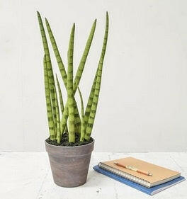 Artificial Sansevieria Plant in Brown Pot