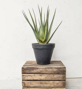Artificial Aloe Plant Single Stem