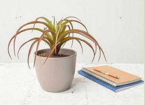 Artificial Air Plant Single Stem