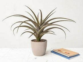 Artificial Air Plant Single Stem