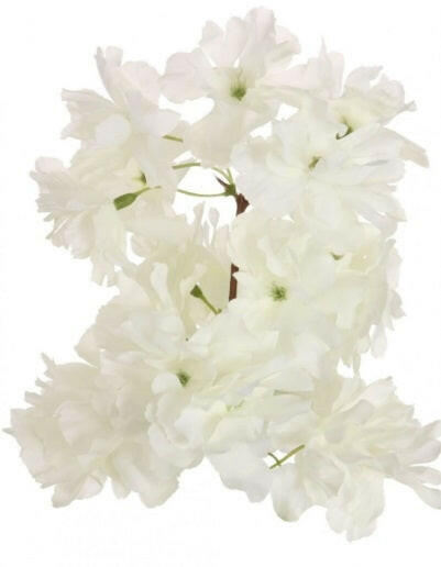 the Flowers from the Cream Cherry Blossom Tree