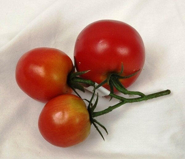 Artificial Tomatoes On The Vine