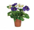 Artificial Silk Small Pre-potted Pansy in Plastic Pot