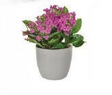 Artificial Silk Small Pre-potted Lavander Kalanchoe in Grey Pot