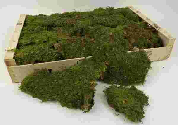 Dried Flat Preserved Moss Box 1kg