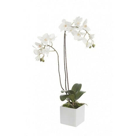 Justartificial Phalaenopsis in a Cube with Moss