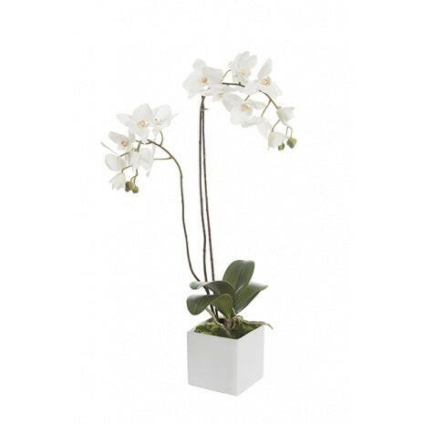 Justartificial Phalaenopsis in a Cube with Moss