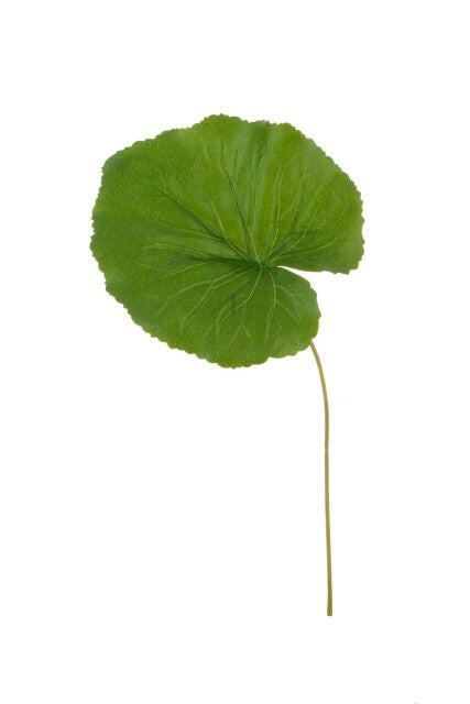 Artificial Silk Galax Leaf x6 Saver Pack