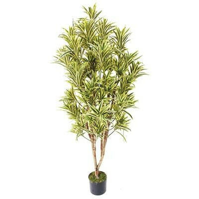 Artificial Silk Dracaena Reflexa Tree