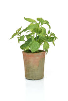 Artificial Silk Potted Herb - Basil