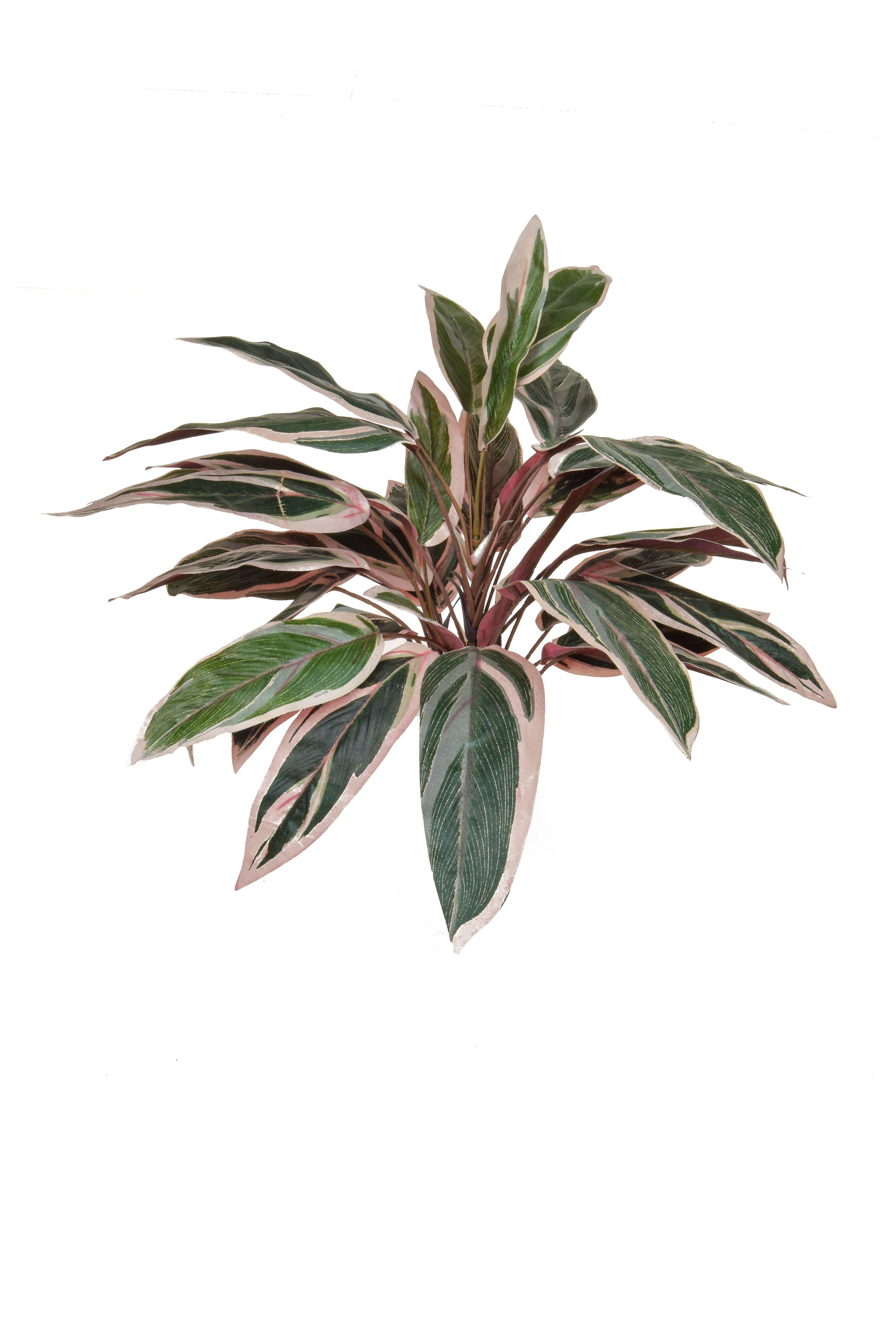 Artificial Silk Caladium Bush FR